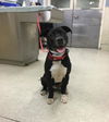adoptable Dog in Riverside, CA named BRUNO