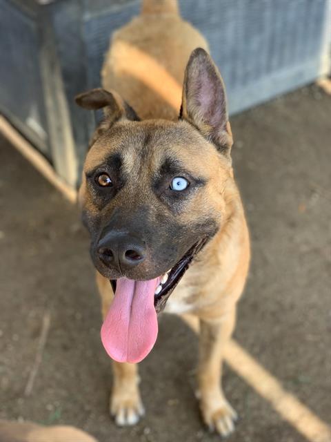 adoptable Dog in Riverside, CA named RABO