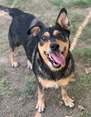 adoptable Dog in  named MELLY