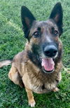 adoptable Dog in  named ROCCO