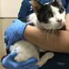 adoptable Cat in Riverside, CA named BINGO