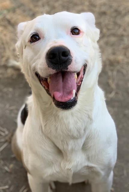 adoptable Dog in Riverside, CA named YABI