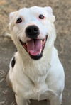 adoptable Dog in Riverside, CA named YABI