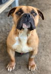 adoptable Dog in  named HARLEY