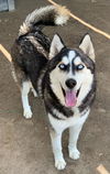 adoptable Dog in  named ASTRO