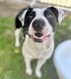 adoptable Dog in  named NICK