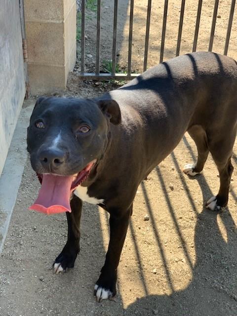 adoptable Dog in Riverside, CA named BELLA