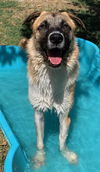 adoptable Dog in  named GAMBIT