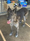 adoptable Dog in  named DIESEL