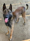 adoptable Dog in  named JAKOB