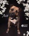 adoptable Dog in  named ACE