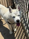 adoptable Dog in  named FALCOR