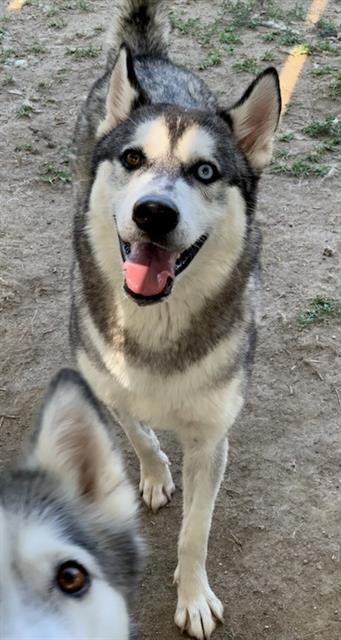 adoptable Dog in Riverside, CA named ALASKEY