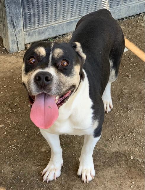 adoptable Dog in Riverside, CA named SWEETIE