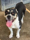 adoptable Dog in  named SWEETIE