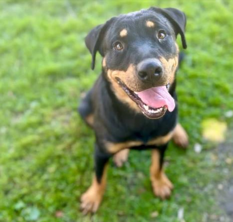 adoptable Dog in Riverside, CA named BARBIE