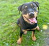 adoptable Dog in  named BARBIE