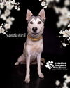 adoptable Dog in Riverside, CA named SANDWICH