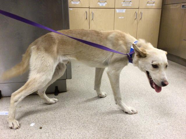 adoptable Dog in Riverside, CA named PINE