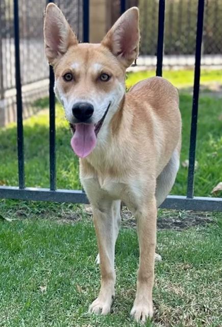 adoptable Dog in Riverside, CA named SEQUOIA