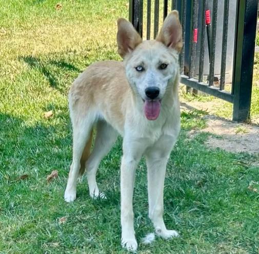 adoptable Dog in Riverside, CA named WILLOW