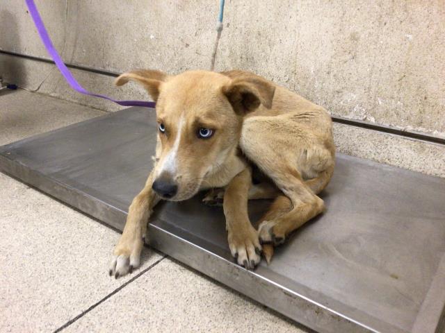 adoptable Dog in Riverside, CA named OAK