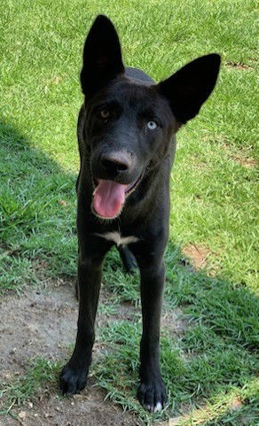adoptable Dog in Riverside, CA named SYCAMORE