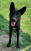 adoptable Dog in  named SYCAMORE