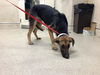 adoptable Dog in Riverside, CA named SUSIE