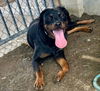 adoptable Dog in  named SOFIE