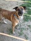 adoptable Dog in  named PEANUT