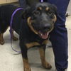 adoptable Dog in  named ROLAND