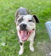 adoptable Dog in  named BUDDY