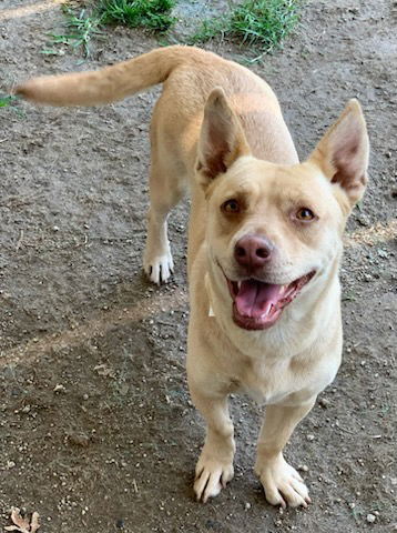 adoptable Dog in Riverside, CA named SABRINA