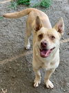 adoptable Dog in  named SABRINA