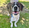 adoptable Dog in  named BIGGIE