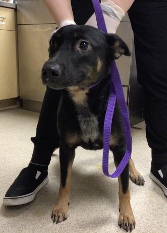 adoptable Dog in Riverside, CA named MYSTIQUE