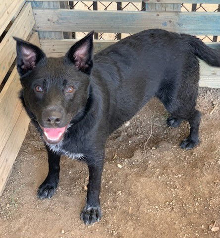 adoptable Dog in Riverside, CA named LUNA