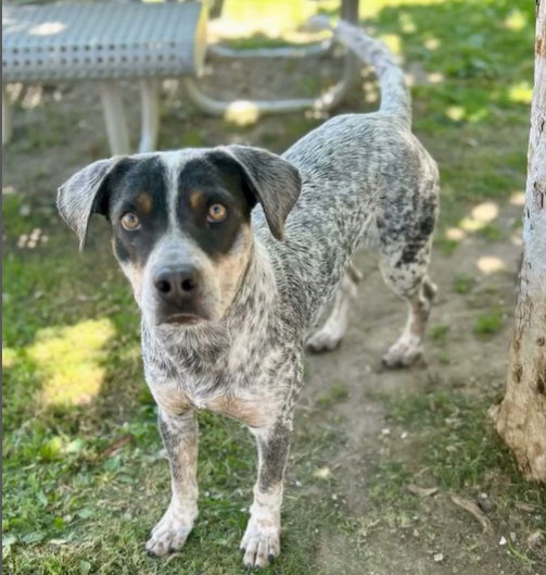 adoptable Dog in Riverside, CA named SPOT