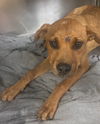 adoptable Dog in  named VIVI