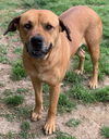 adoptable Dog in  named VELMA