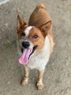 adoptable Dog in  named BROWNIE