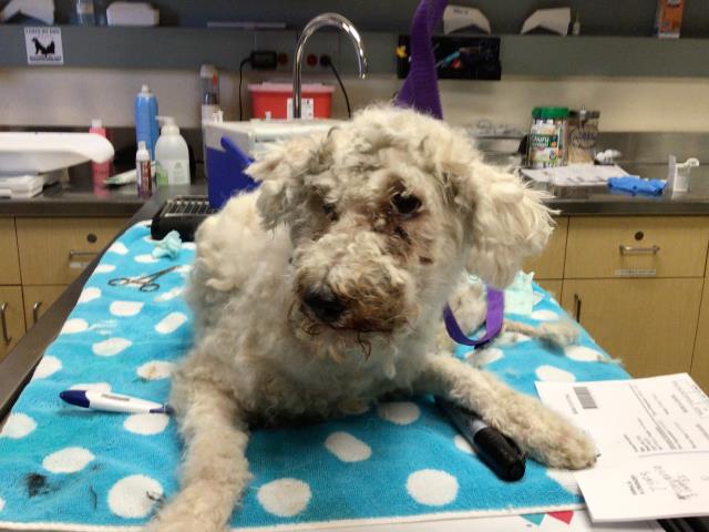 adoptable Dog in Riverside, CA named SALLY
