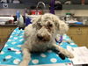 adoptable Dog in  named SALLY