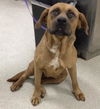 adoptable Dog in  named ILIANA