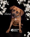 adoptable Dog in  named ILIANA