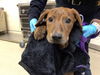 adoptable Dog in  named TYLER