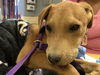 adoptable Dog in  named STACEY