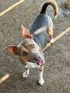 adoptable Dog in  named WHISKEY