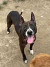 adoptable Dog in  named BELLA